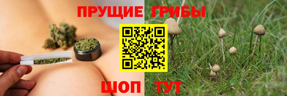 Галлюциногенные грибы Psilocybe Майкоп